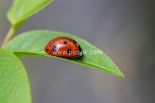 Seven-spot Ladybug Resting on Green Leaves – Close-up of Beneficial Insect in Ecosystem