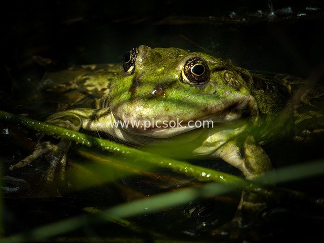 Close-up of a Green Frog: Natural Wildlife in Wetland Waters