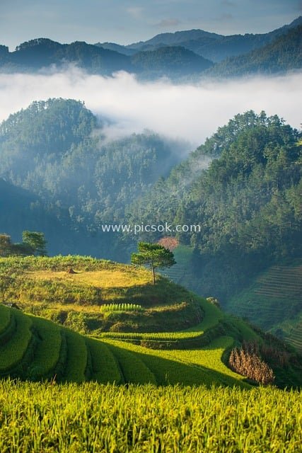 晨雾梯田青山田园自然风景摄影图