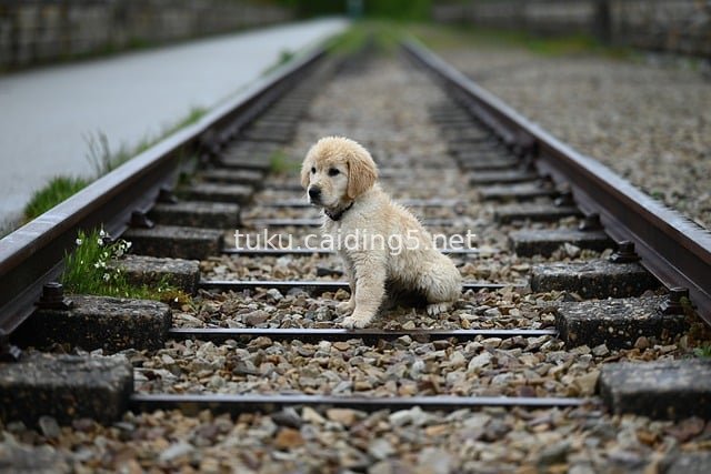 Golden Retriever Puppy Sitting by Railway Tracks - Cute Pet in Natural Scene