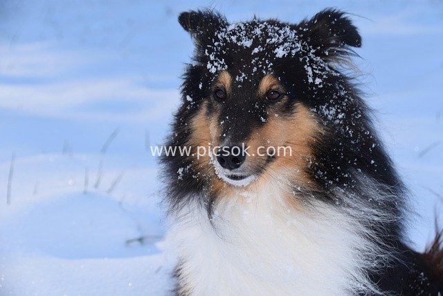 Sheltie in the Snow: Adorable Moments of a Cute Winter Pet