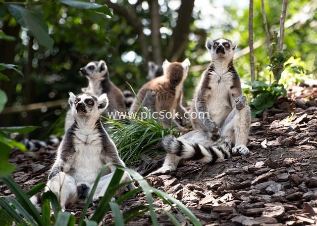 Ecological Photograph of Grouped Ring-Tailed Lemurs in Their Natural Forest Habitat