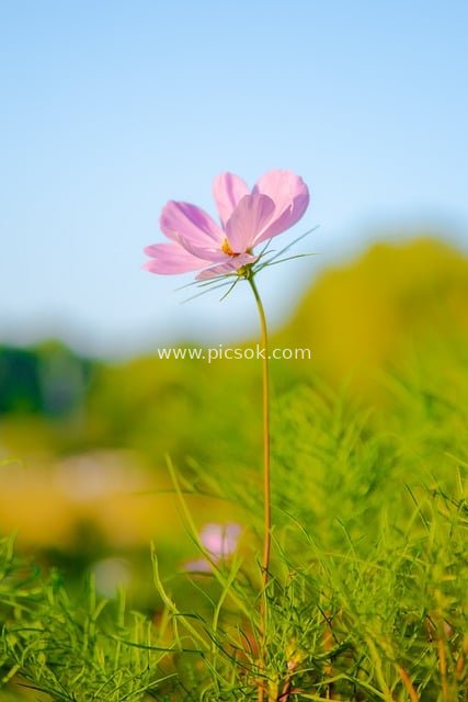 秋日粉色波斯菊 阳光明媚自然风景