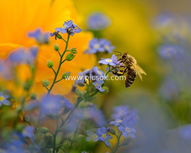 Macro Close-up of a Bee Collecting Nectar on a Forget-Me-Not Flower in Spring