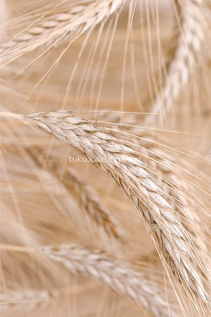 金黄小麦穗特写 农业丰收谷物质感图