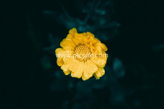 Close-up of Yellow Calendula with Dew Drops on Dark Background
