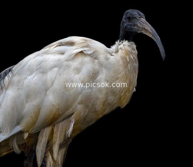 Close-up of Black-headed Ibis: A Rare Wading Bird in Black-and-White Contrast