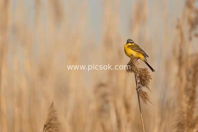 黄鹡鸰栖息湿地芦苇 自然生态鸟摄影素材