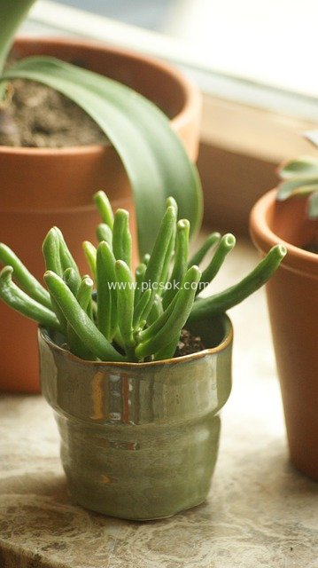 室内窗台多肉盆栽 清新绿色植物装饰