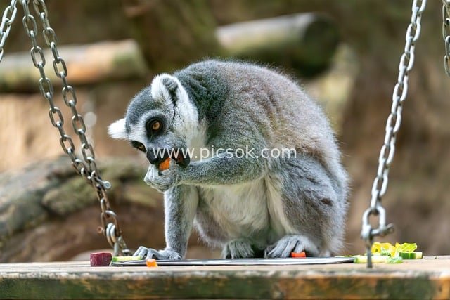 Ring-tailed Lemur Feeding - Cute Wildlife from Madagascar