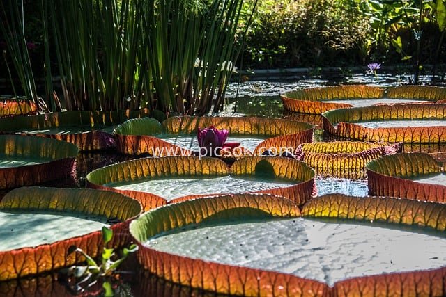 亚马逊王莲巨型睡莲叶 热带水生植物景观