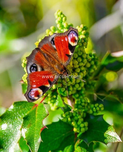 peacock butterfly, butterfly, insect, biotope, eco system, pollination, entomology, flora, mahonie, leaves, animal watching, close up, wildlife, nature, green