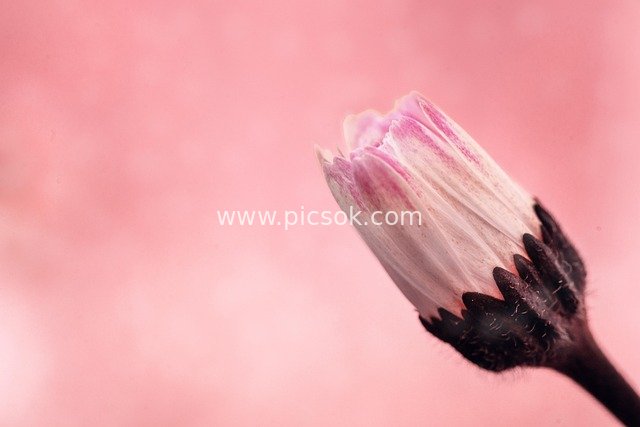 Macro Close-Up of Pink Daisy Buds | Romantic Spring Flower Photography Material
