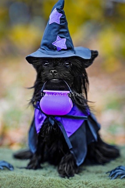 万圣节女巫装黑色小狗 可爱宠物装扮素材