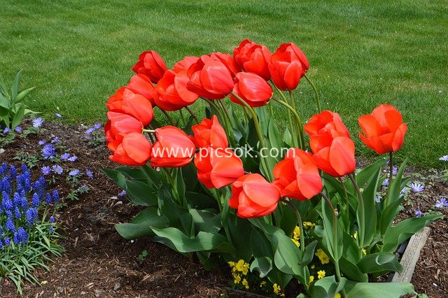 Red Tulips Spring Planting Landscape Material from Mount Vernon, Washington State