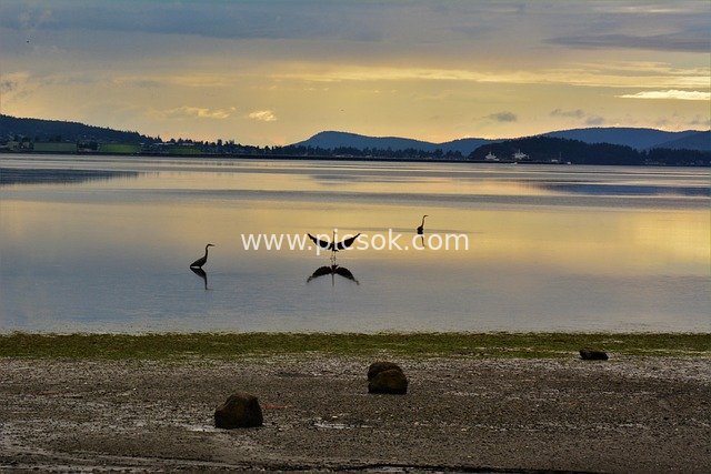 Silhouetted Waterbirds at Dusk Bay: Twilight on the Pacific Northwest Shoreline