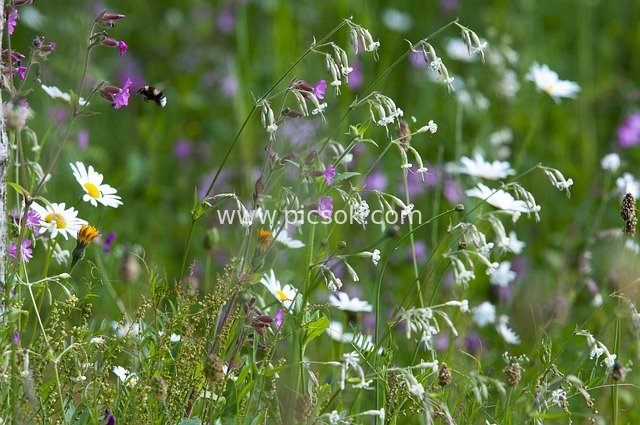 春日草地野花盛，蜜蜂穿梭彩花丛