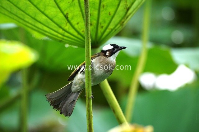 bird, egret, park, nature, lotus
