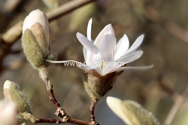 春日星花木兰绽放 白色花瓣花苞特写