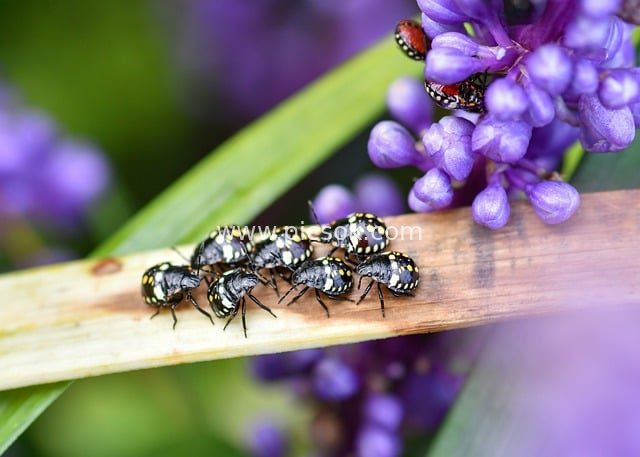 微距下黑色带斑若虫与紫色花簇