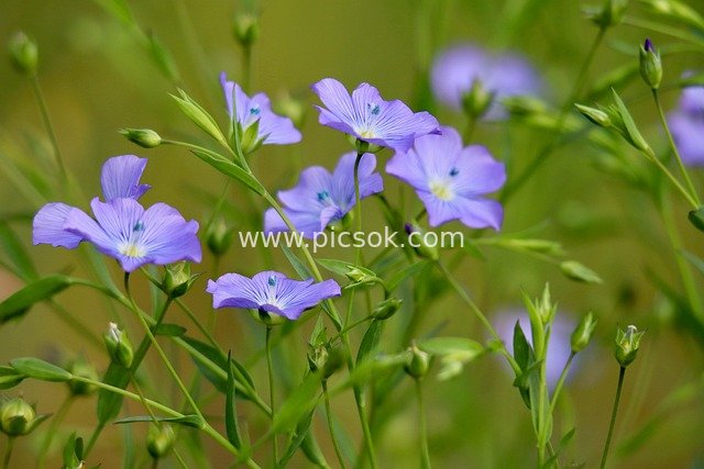 清新蓝色亚麻花 亚麻作物花卉特写素材