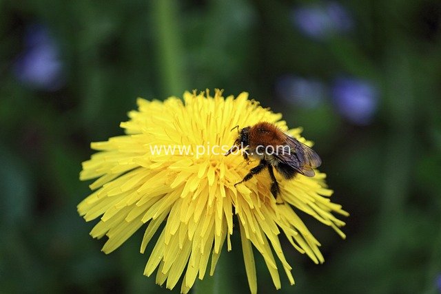 Close-up of a Bee Collecting Nectar on a Yellow Dandelion (Natural Pollination)