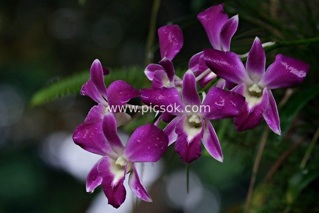 紫色石斛兰绽放 唯美自然花卉特写
