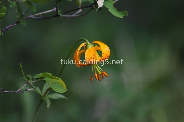 夏日绽放的黄色虎百合 清新自然花卉素材