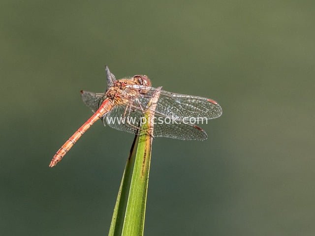 Close-up of a Red Dragonfly Perched on a Grass Blade - Natural Insect Photography Material