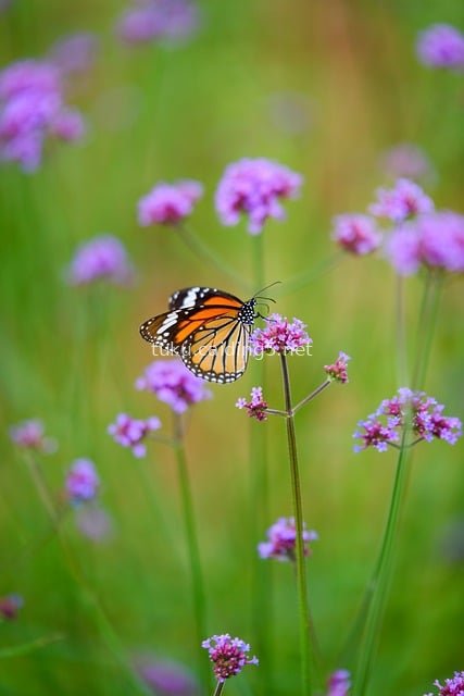 虎斑蝶停驻紫色马鞭草 自然户外花园特写