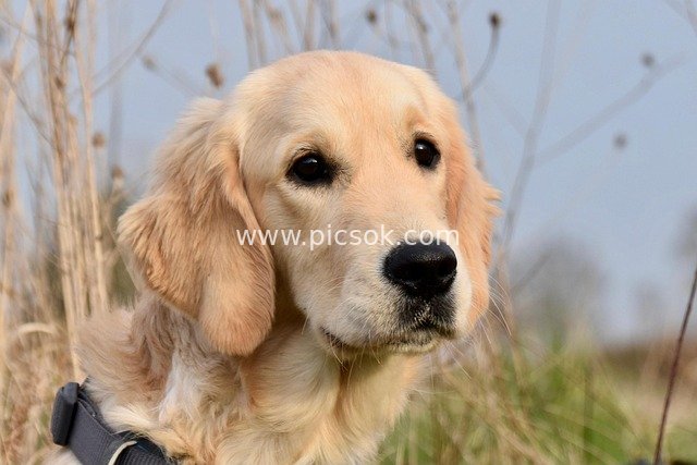 Close-Up of Adorable Golden Retriever Outdoors - Gentle Pet Dog Image Material