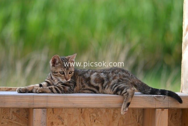 Laid-back Tabby Kitten Resting on Outdoor Wooden Deck