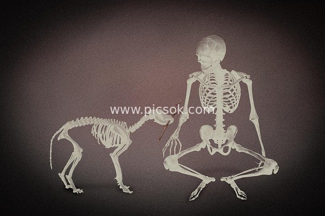 Skull Owner & Dog Skull: An Eternal Friendship