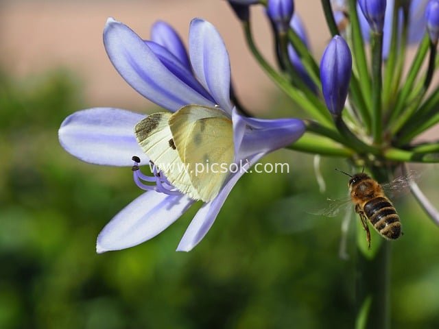 蓝花上的蝴蝶与蜜蜂 自然授粉微距特写