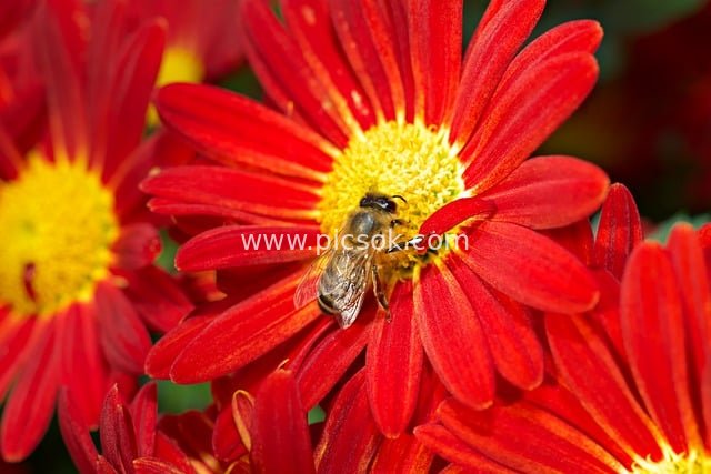 Close-up of a Bee Collecting Nectar Among the Stamens of a Red Autumn Chrysanthemum