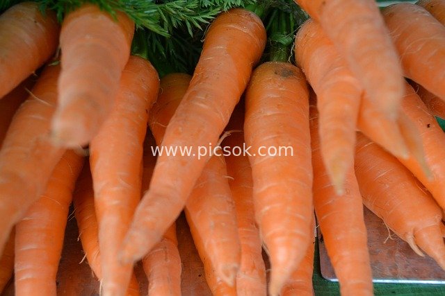 Fresh Organic Carrots - Close-up of Market Vegetables