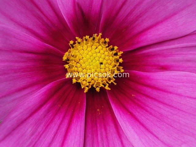 Pink Cosmos Macro Close-up: Natural Blooming Beauty in a Summer Garden