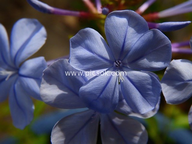 Close-up of Blue Cape Plumbago Flowers - Fresh Natural Summer Blooms