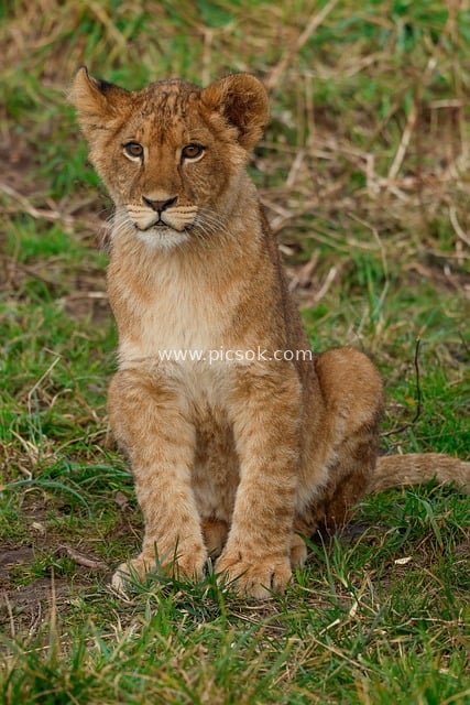African Grassland Lion Cub - Wildlife Nature Photography Material
