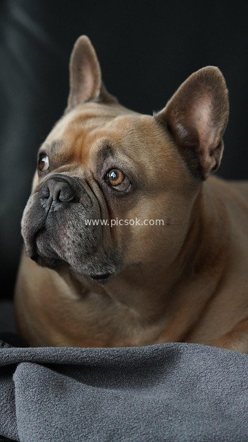 Adorable Portrait of a French Bulldog - Pet Photo Material