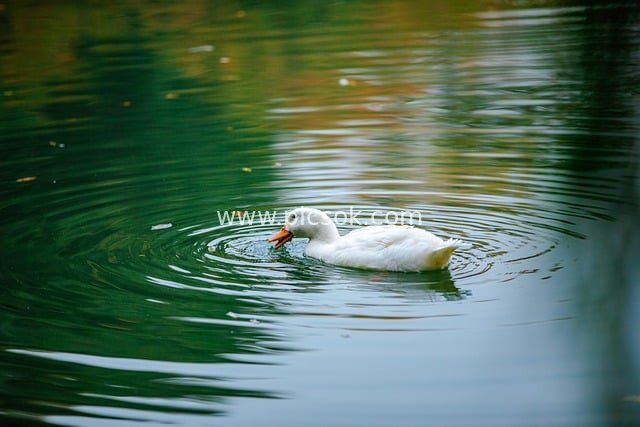 秋日湖面白鸭游弋 自然生态风景图