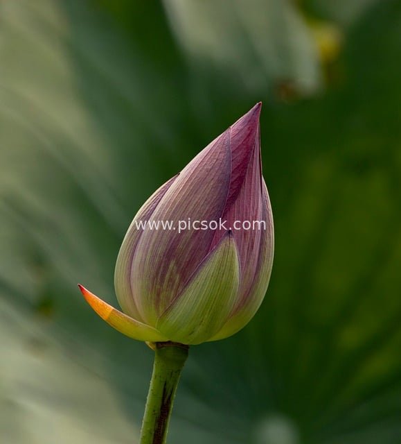 清新荷花苞特写 自然粉绿交织的宁静之美