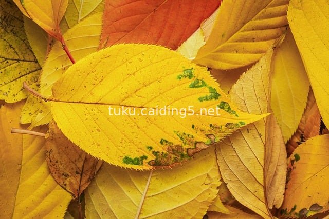 Yellow Autumn Leaves - Natural Fallen Leaf Texture Material
