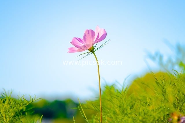 秋日粉花绽放蓝天 自然清新植物美景