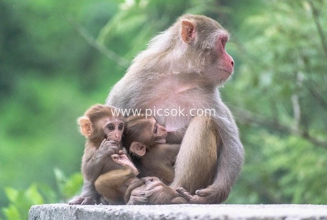 Heartwarming Wildlife Family Moment of a Mother Monkey Cuddling Twin Cubs