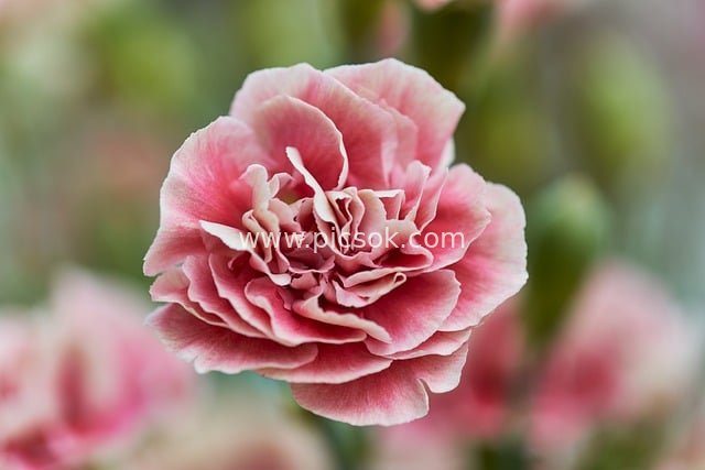 粉色康乃馨特写 自然花卉的柔美细节