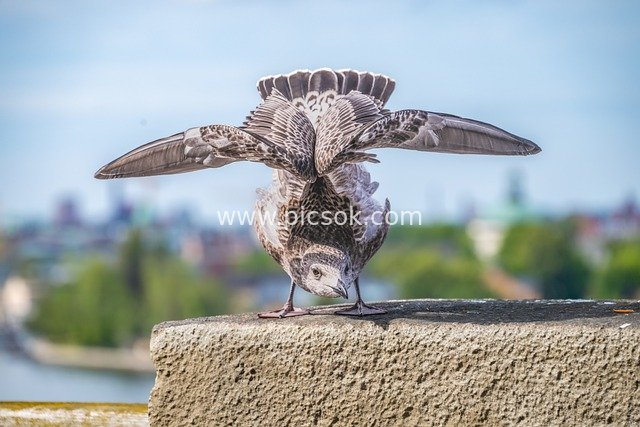 HD Image Material of Seagull's Acrobatic Wing Spread & Coastal Natural Scenery