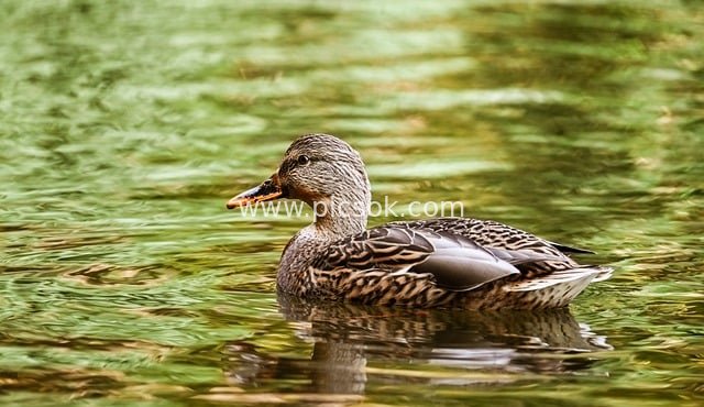 水面游弋的野鸭 自然生态水鸟摄影素材