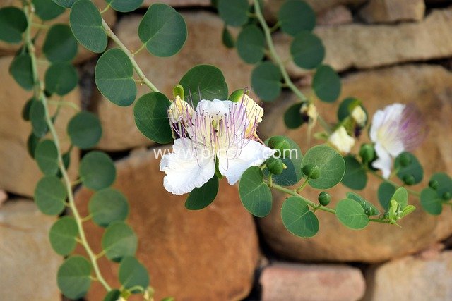 Natural Landscape of White Caper Flowers Blooming in Front of an Old Stone Wall