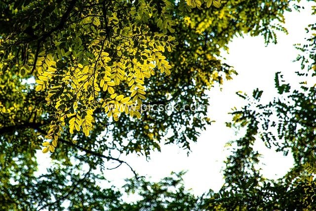 林间阳光穿透黄绿树叶 清新自然秋意初显